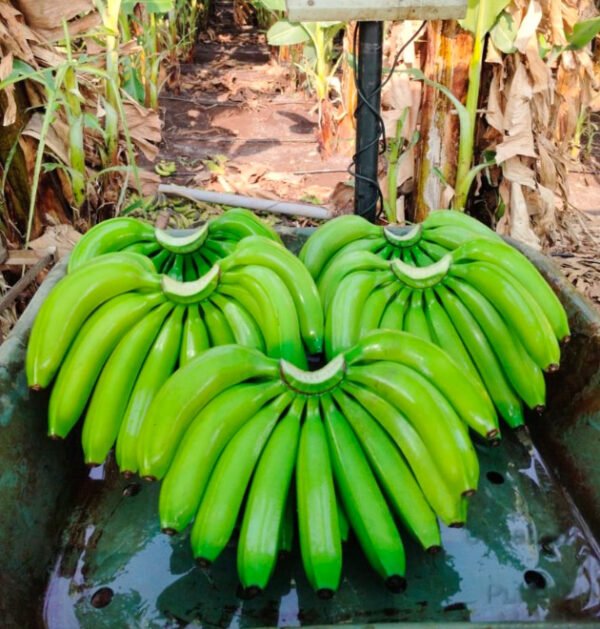 Cavendish bananas