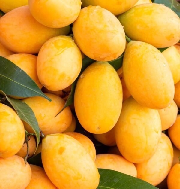 Indian Mango
