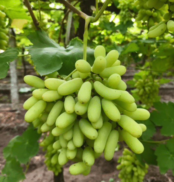 Indian Grapes