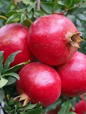Indian Pomegranate