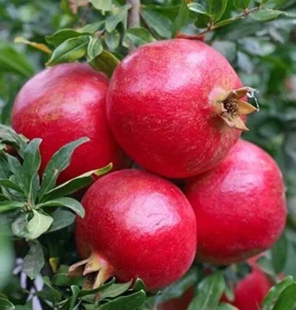 Indian Pomegranate