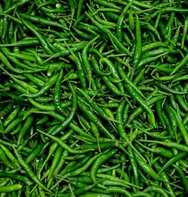 Indian Green Chili (G4)